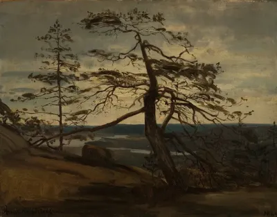Fjellfuru Setesdal