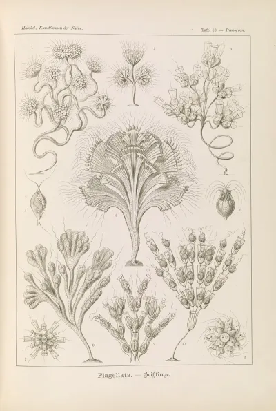 Flagellata Geiklinge