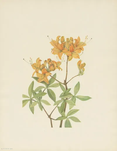 Flame Azalea Azalea Lutea 3