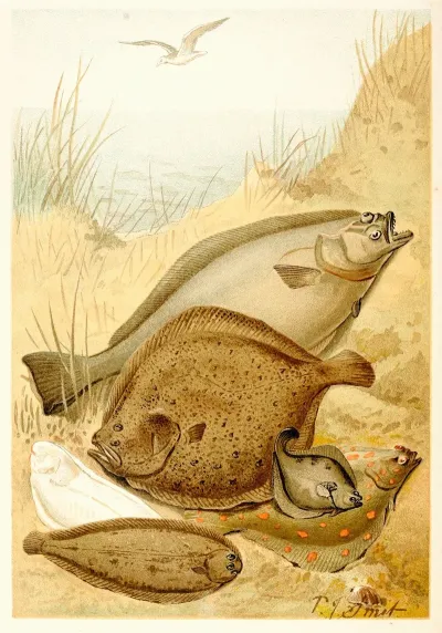Flat Fish