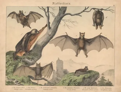 Flattertiere A Der Fliegende Hund B Der Vampyr C Die Fruhfliegende Fledermaus D Die Langohrige Fledermaus E Die Grosse Hufeisennase