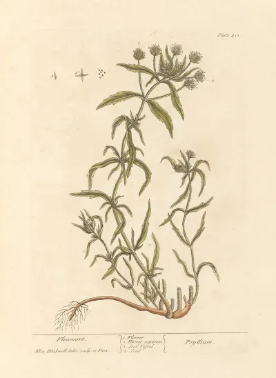 Fleawort