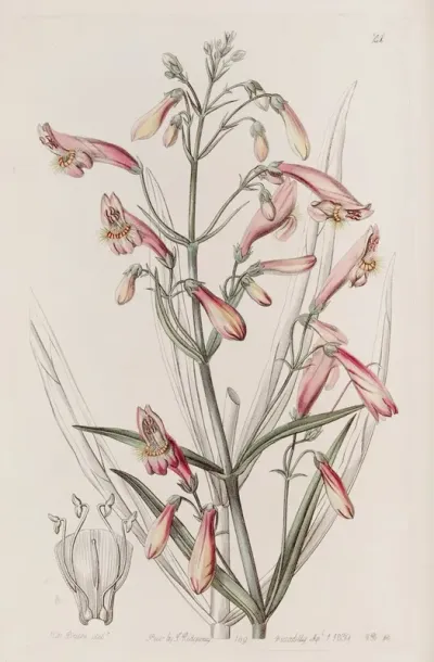 Flesh Coloured Bearded Pentstemon