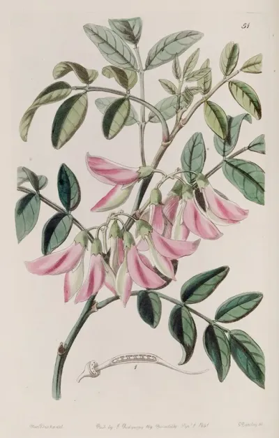 Flesh Coloured Glory Pea