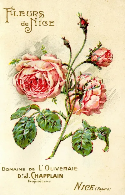 Fleurs De Nice