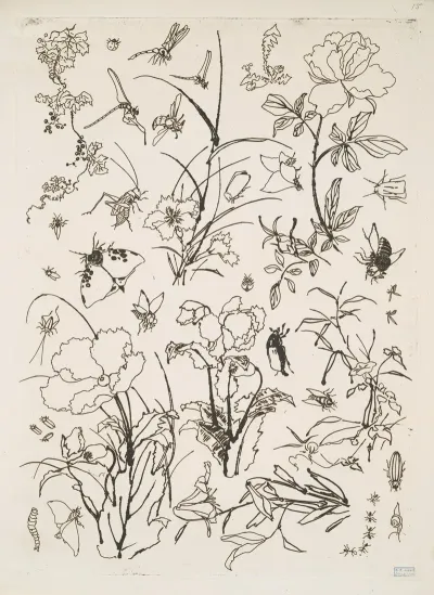 Fleurs Et Insectes