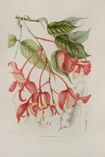 Fleurs Fruits Et Feuillages Choisis De Lille De Java Pl 02