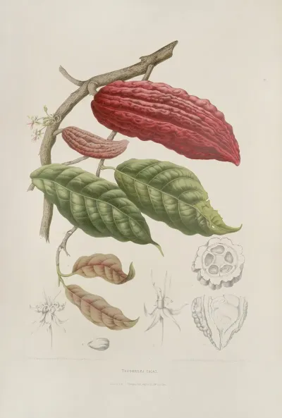 Fleurs Fruits Et Feuillages Choisis De Lille De Java Pl 04