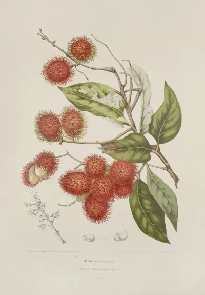 Fleurs Fruits Et Feuillages Choisis De Lille De Java Pl 07