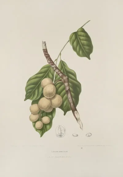 Fleurs Fruits Et Feuillages Choisis De Lille De Java Pl 08