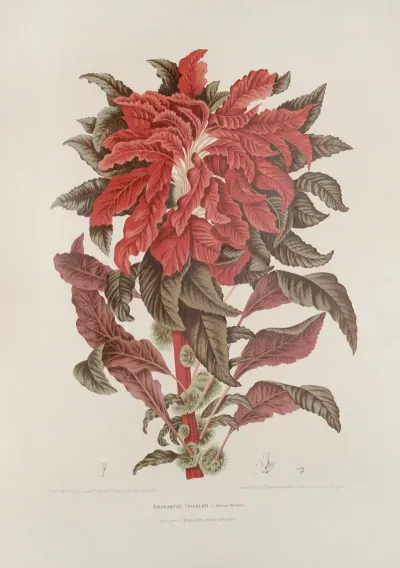 Fleurs Fruits Et Feuillages Choisis De Lille De Java Pl 13