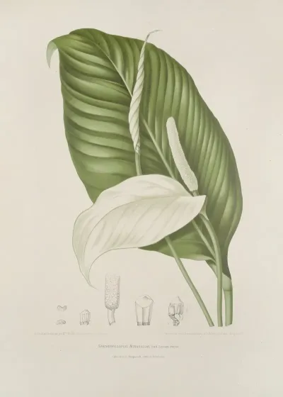 Fleurs Fruits Et Feuillages Choisis De Lille De Java Pl 14