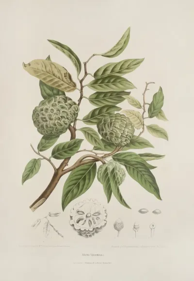 Fleurs Fruits Et Feuillages Choisis De Lille De Java Pl 19