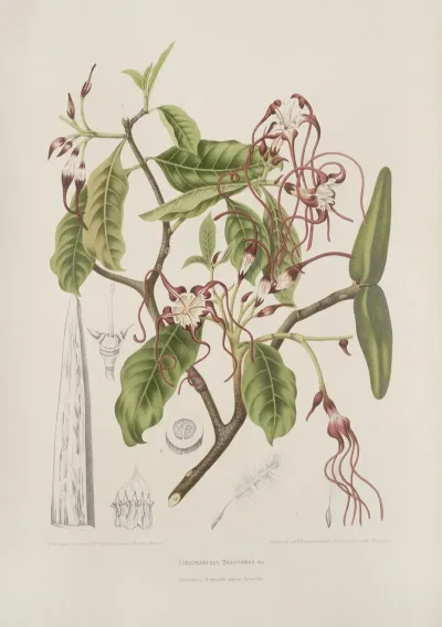 Fleurs Fruits Et Feuillages Choisis De Lille De Java Pl 25