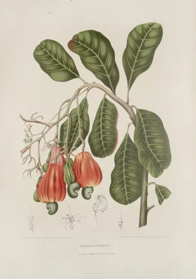 Fleurs Fruits Et Feuillages Choisis De Lille De Java Pl 27
