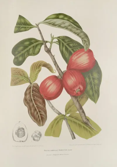 Fleurs Fruits Et Feuillages Choisis De Lille De Java Pl 30