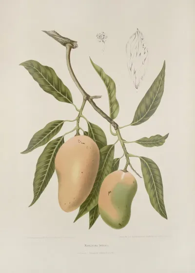 Fleurs Fruits Et Feuillages Choisis De Lille De Java Pl 31