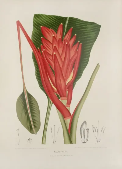 Fleurs Fruits Et Feuillages Choisis De Lille De Java Pl 33