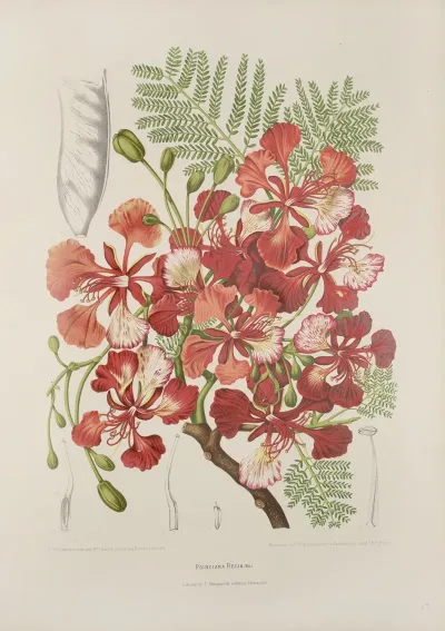 Fleurs Fruits Et Feuillages Choisis De Lille De Java Pl 37