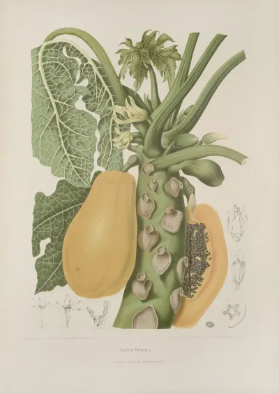 Fleurs Fruits Et Feuillages Choisis De Lille De Java Pl 40