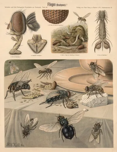 Flies Brachycera
