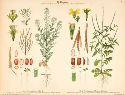 Flixweed Hedge Mustard