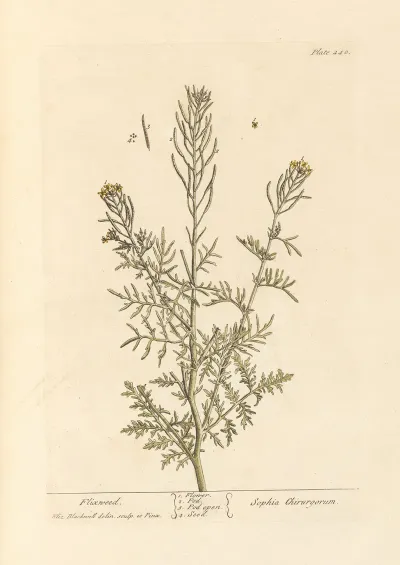 Flixweed