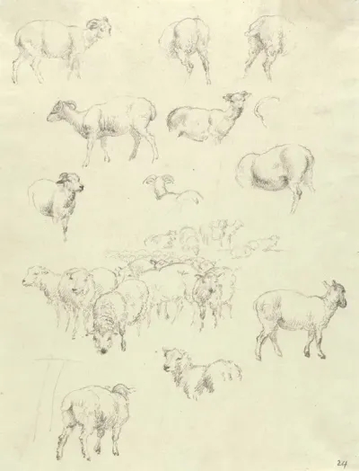 Flock Of Sheep 2