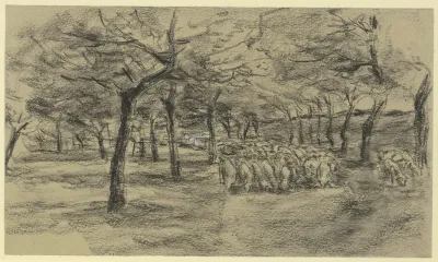 Flock Of Sheep On An Avenue