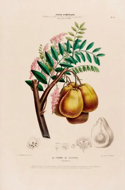 Flore Damerique Dessinee Dapres Nature Sur Les Lieux Pl 004