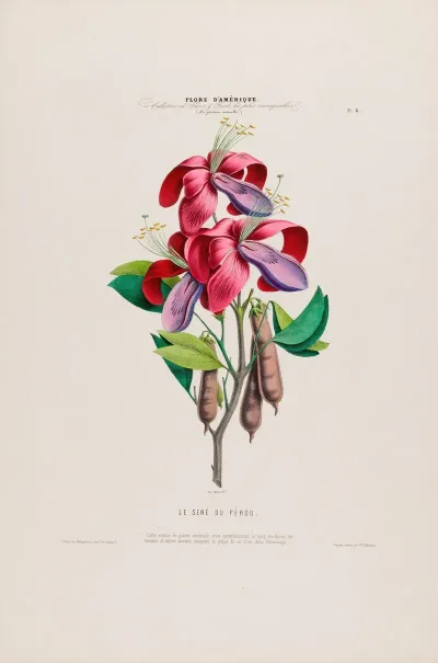 Flore Damerique Dessinee Dapres Nature Sur Les Lieux Pl 006