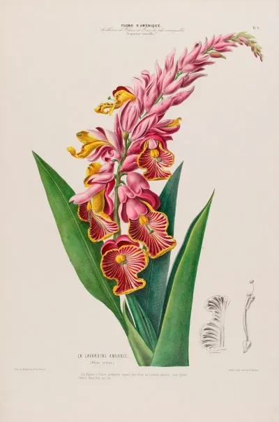 Flore Damerique Dessinee Dapres Nature Sur Les Lieux Pl 009