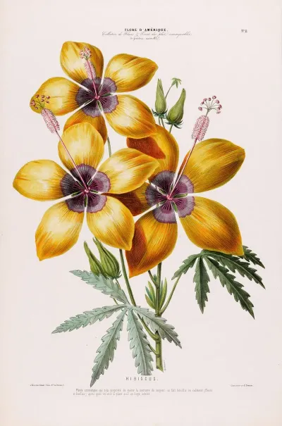 Flore Damerique Dessinee Dapres Nature Sur Les Lieux Pl 011