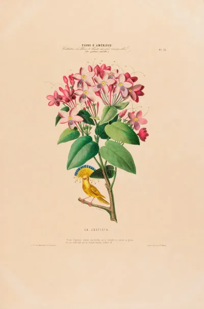 Flore Damerique Dessinee Dapres Nature Sur Les Lieux Pl 013
