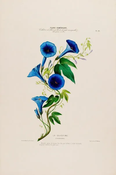Flore Damerique Dessinee Dapres Nature Sur Les Lieux Pl 014