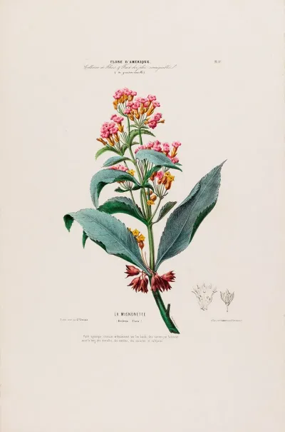 Flore Damerique Dessinee Dapres Nature Sur Les Lieux Pl 017