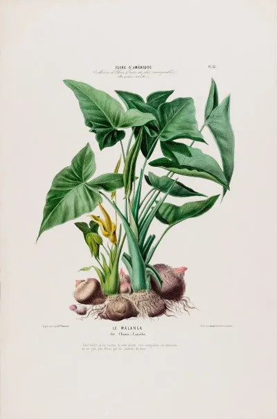 Flore Damerique Dessinee Dapres Nature Sur Les Lieux Pl 023