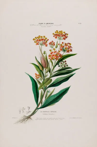 Flore Damerique Dessinee Dapres Nature Sur Les Lieux Pl 024