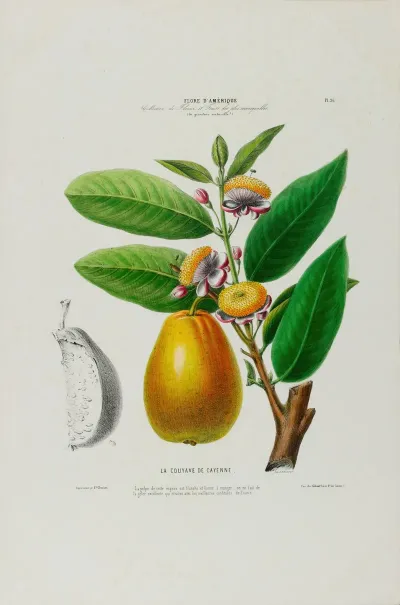 Flore Damerique Dessinee Dapres Nature Sur Les Lieux Pl 026