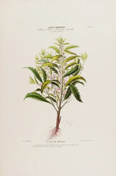 Flore Damerique Dessinee Dapres Nature Sur Les Lieux Pl 027