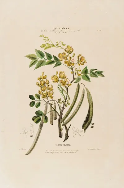 Flore Damerique Dessinee Dapres Nature Sur Les Lieux Pl 028