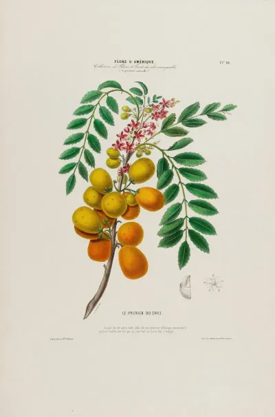 Flore Damerique Dessinee Dapres Nature Sur Les Lieux Pl 029