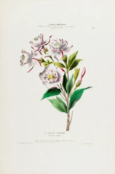 Flore Damerique Dessinee Dapres Nature Sur Les Lieux Pl 031