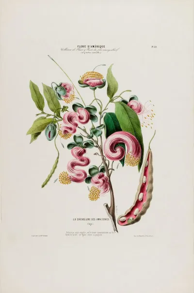 Flore Damerique Dessinee Dapres Nature Sur Les Lieux Pl 032