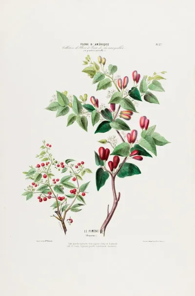 Flore Damerique Dessinee Dapres Nature Sur Les Lieux Pl 037