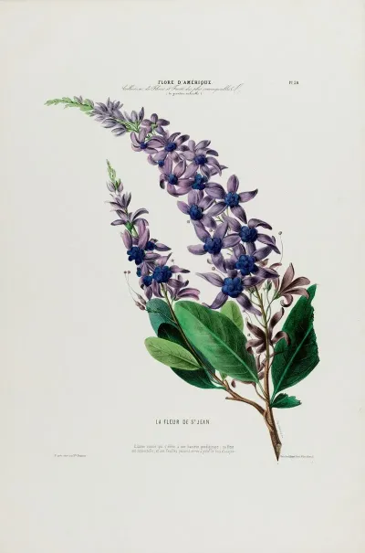 Flore Damerique Dessinee Dapres Nature Sur Les Lieux Pl 038