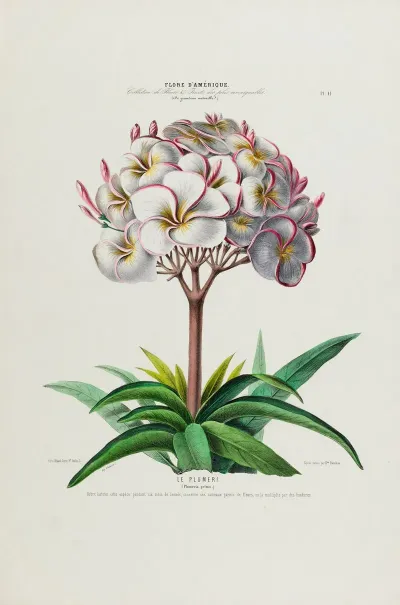 Flore Damerique Dessinee Dapres Nature Sur Les Lieux Pl 041