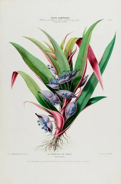 Flore Damerique Dessinee Dapres Nature Sur Les Lieux Pl 044