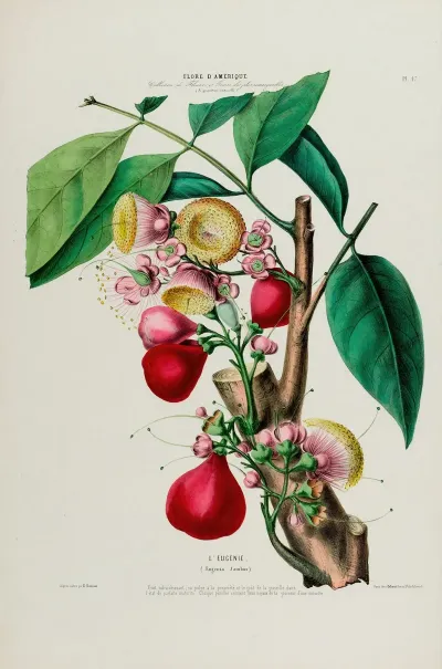Flore Damerique Dessinee Dapres Nature Sur Les Lieux Pl 047