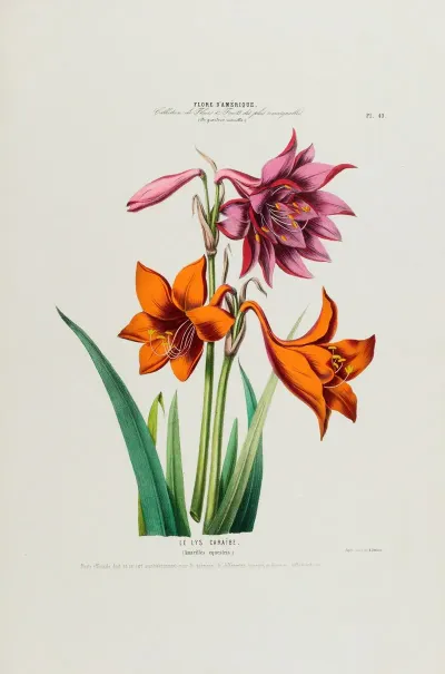 Flore Damerique Dessinee Dapres Nature Sur Les Lieux Pl 049